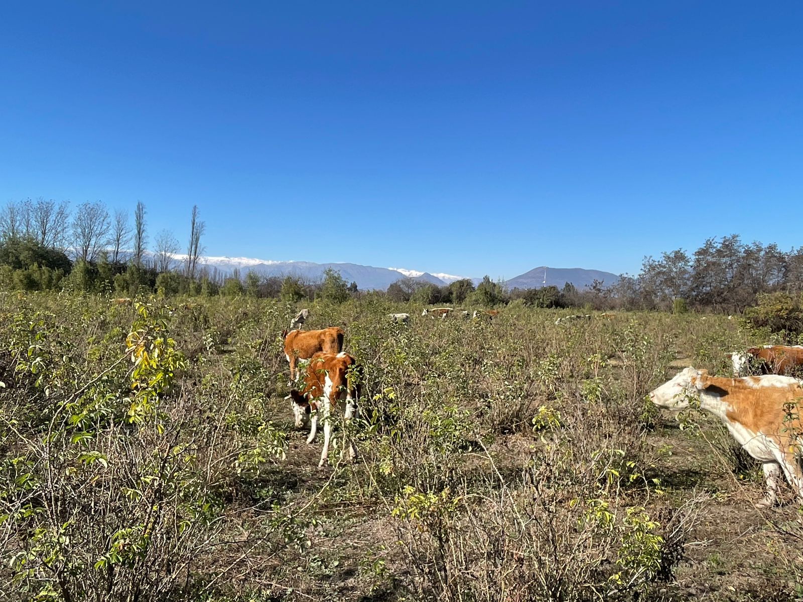 El Ritmo de la Tierra: La Alianza Silenciosa entre las Rosas y el Ganado