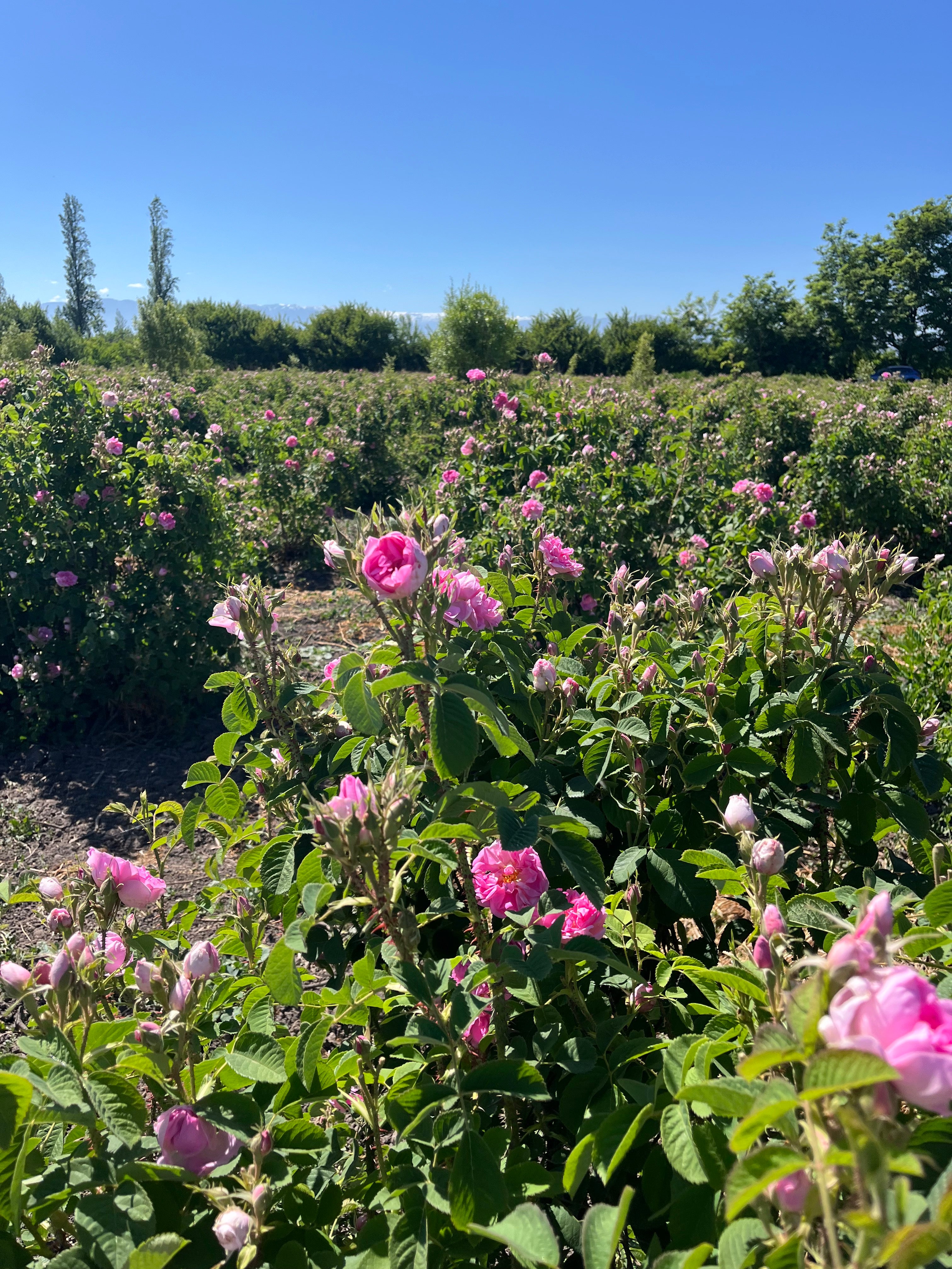 Rose Festival: Un Despertar Botánico en los Campos de Native Rose