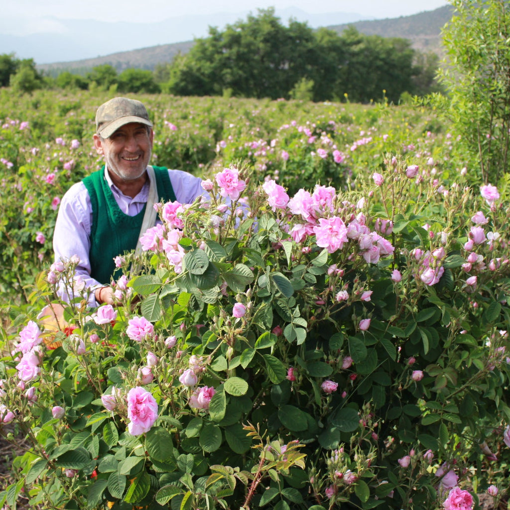31 Octubre 2026,  Rose Festival: Un Despertar Botánico en los Campos de Native Rose