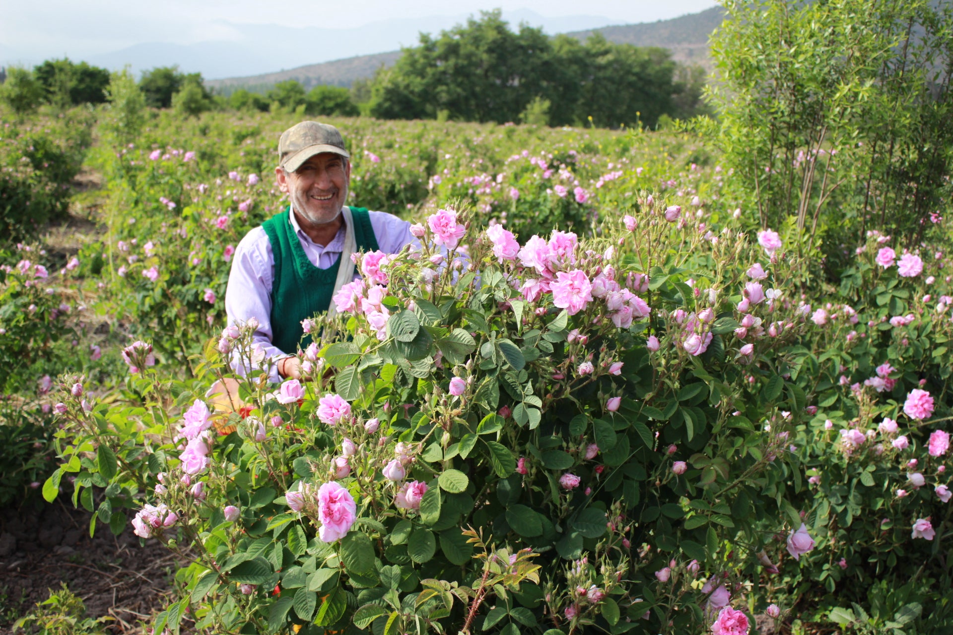 Rose Festival: Un Despertar Botánico en los Campos de Native Rose