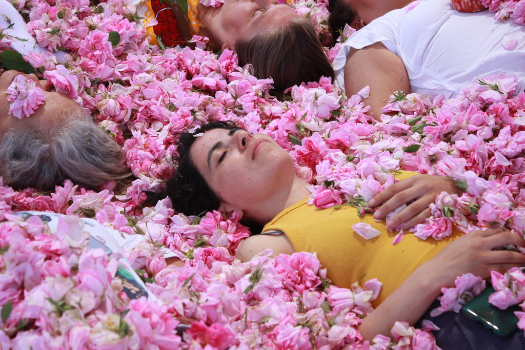 31 Octubre 2026,  Rose Festival: Un Despertar Botánico en los Campos de Native Rose