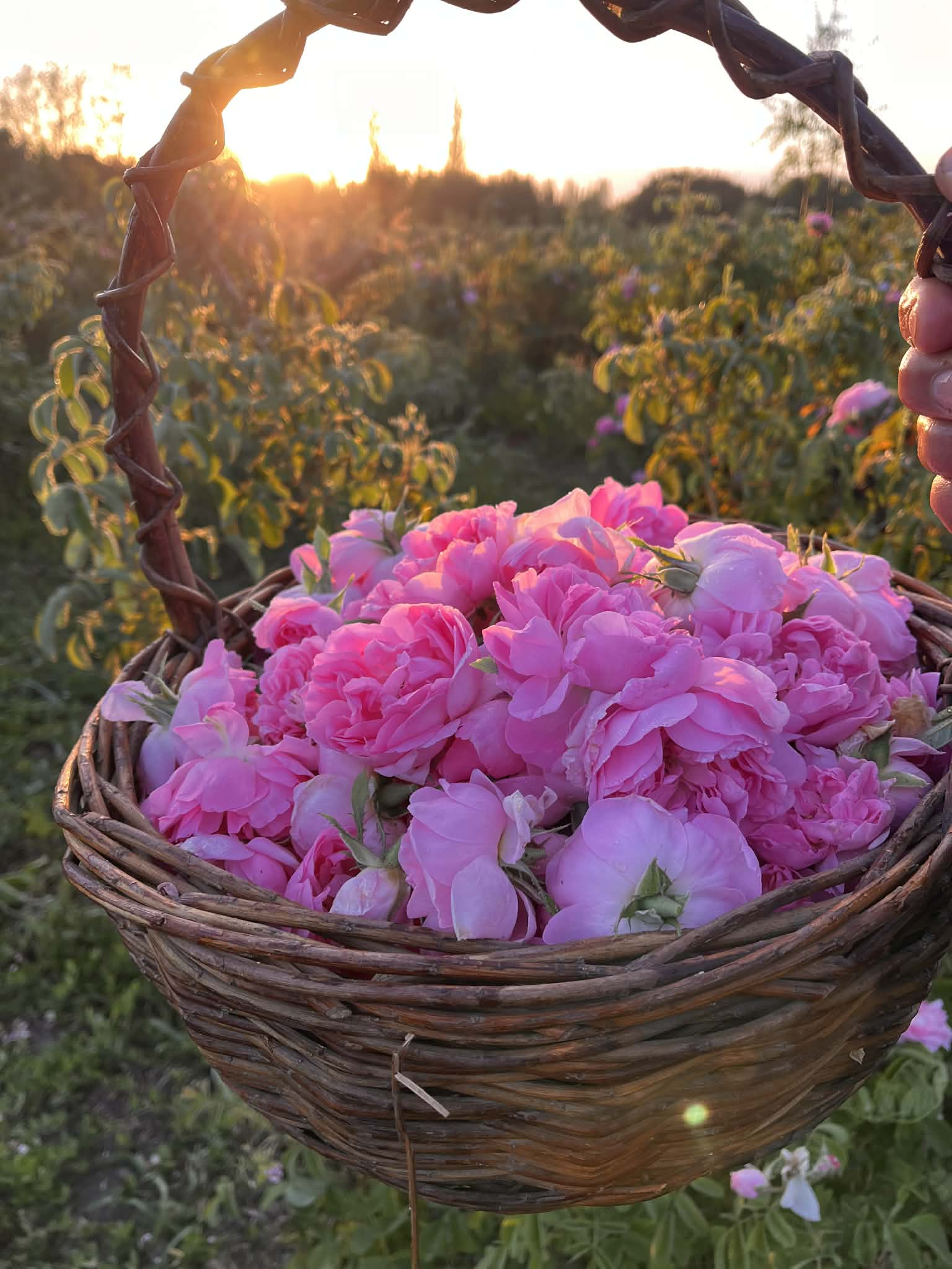 Rose Festival: Un Despertar Botánico en los Campos de Native Rose