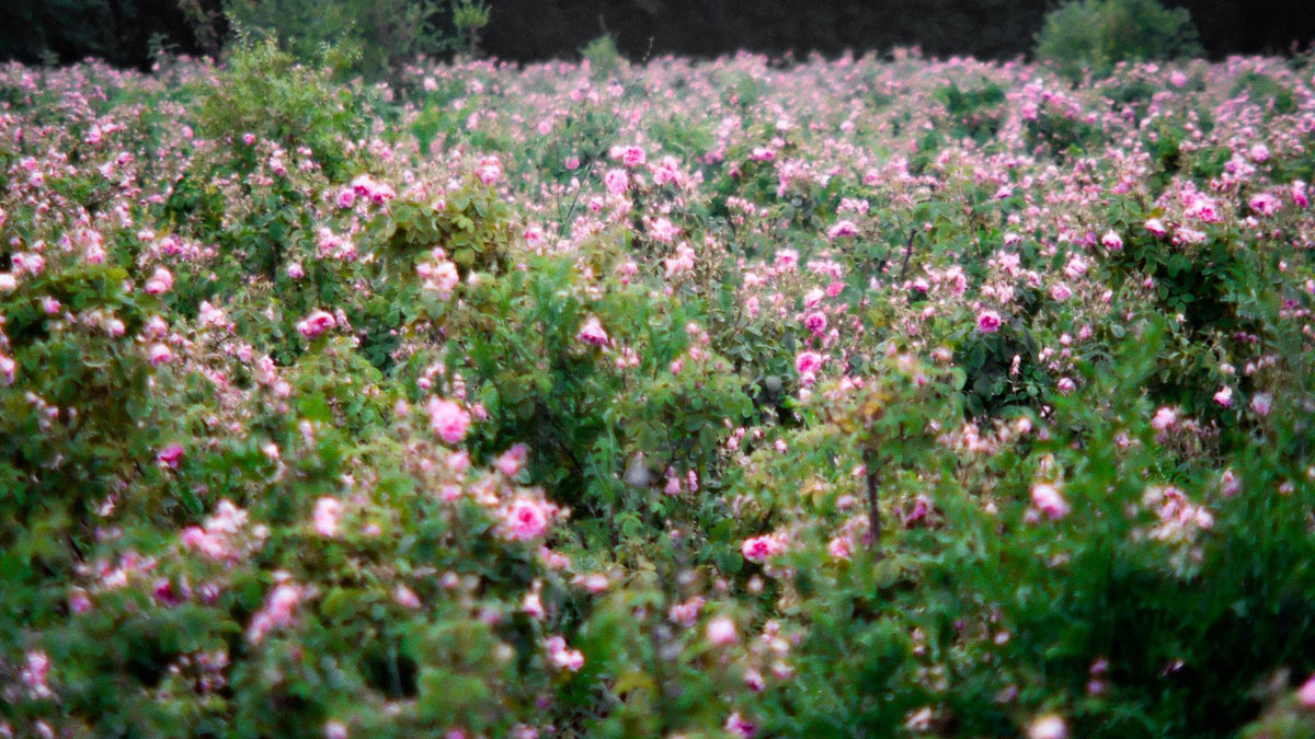 Visita guiada a nuestro cultivo de Rosa damascena